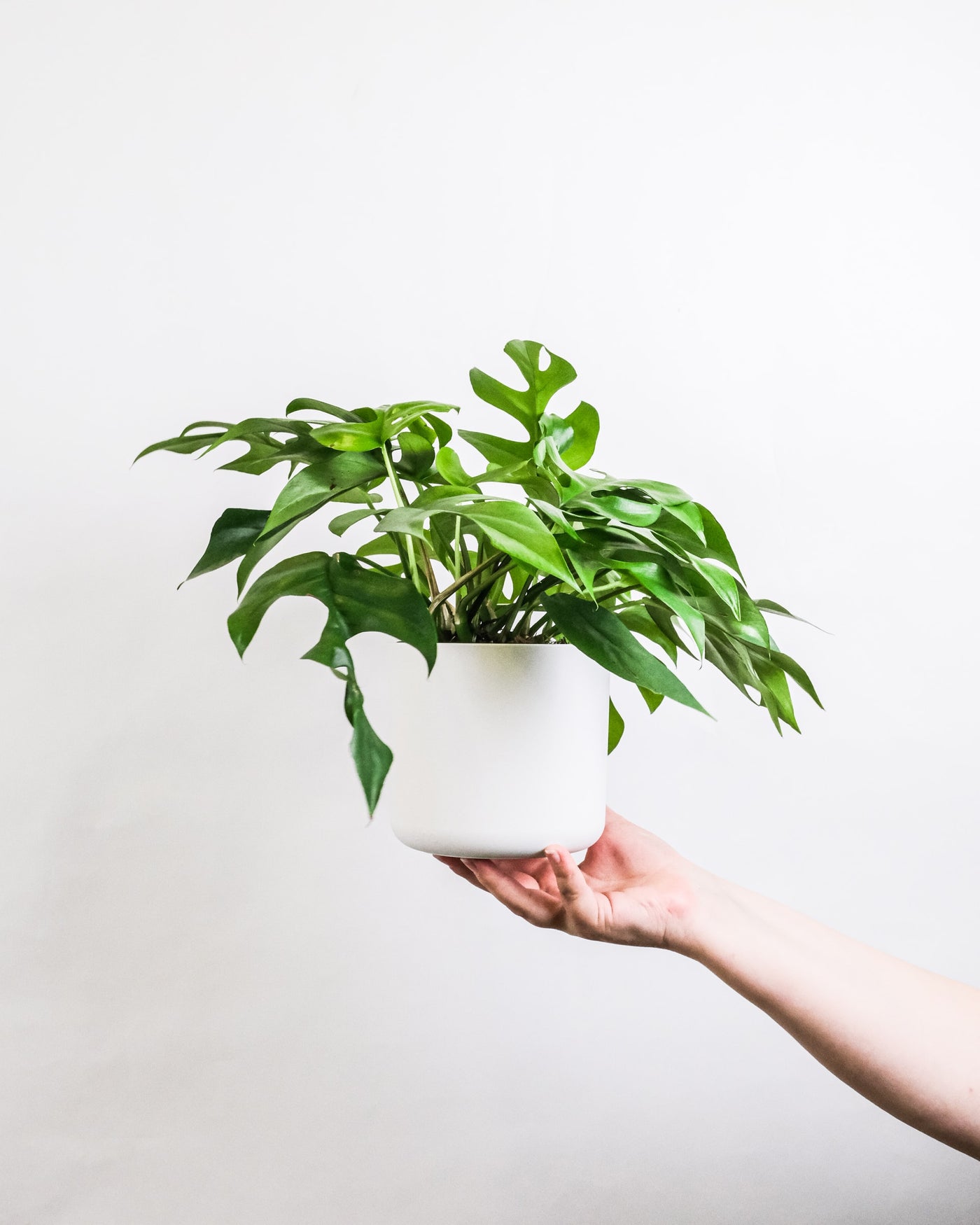 The best plants to relieve stress