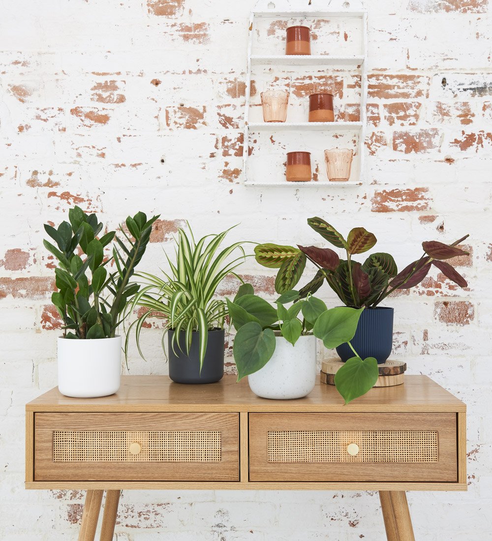 Low-Light Plants You Need For Winter