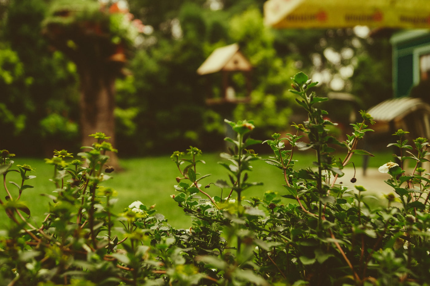 your go-to guide to growing shrubs