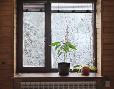 5 Ways To Keep Your Plants Happy This Winter