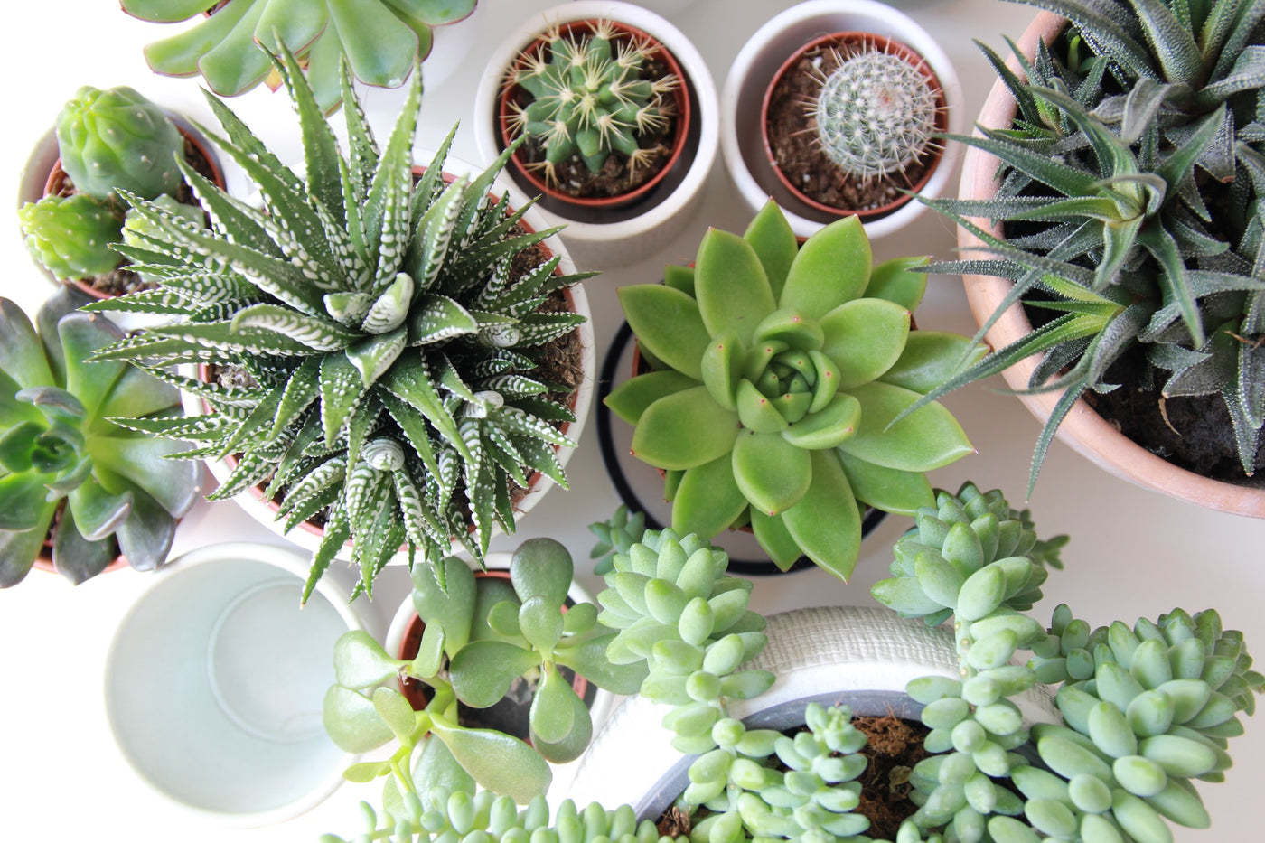 what's wrong with my succulent?
