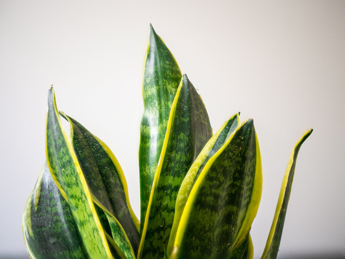 How To Winter-Proof Your Plants