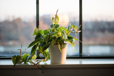 5 plants to grow on a windowsill