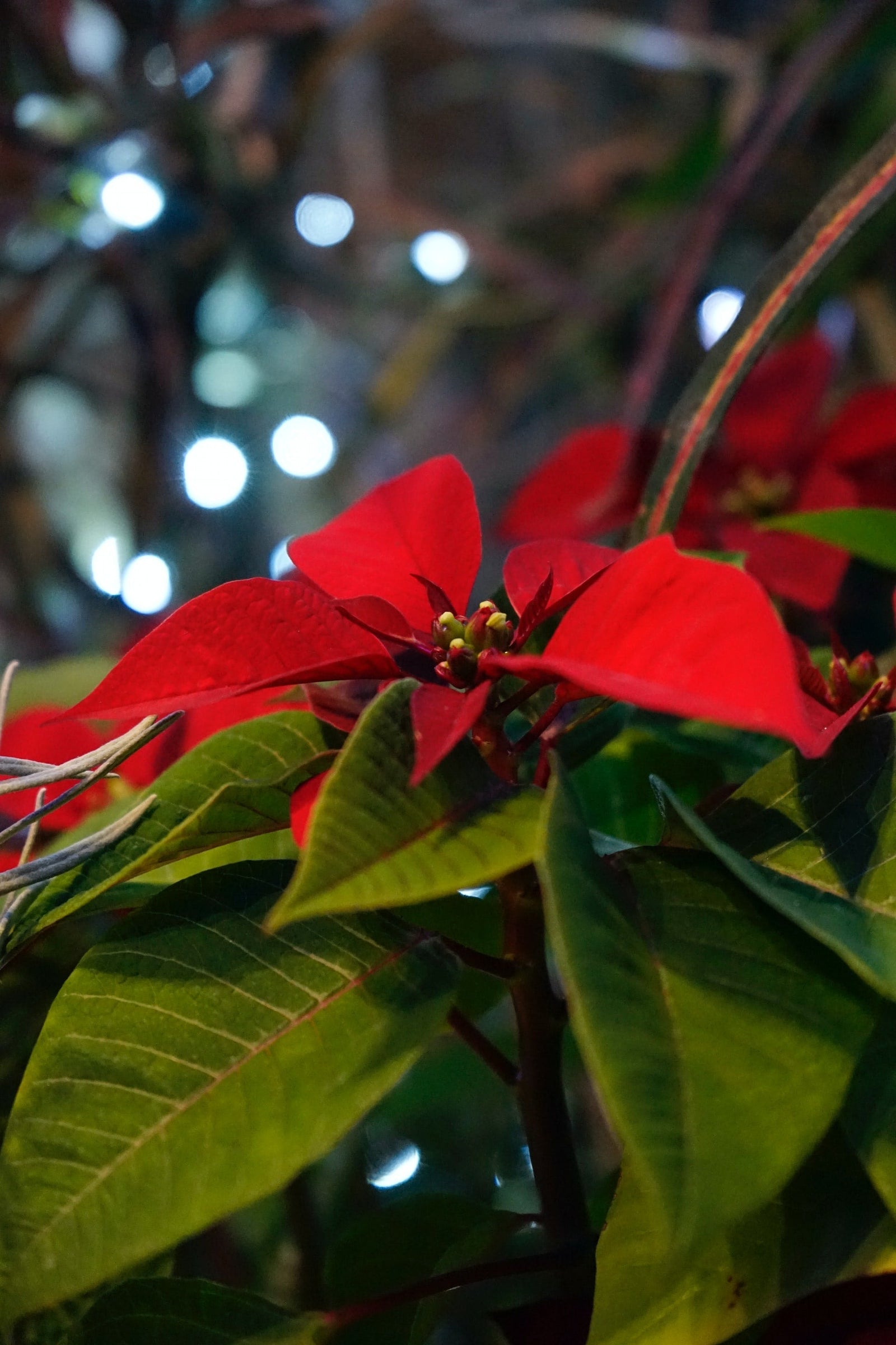 Decorate With Plants This Christmas