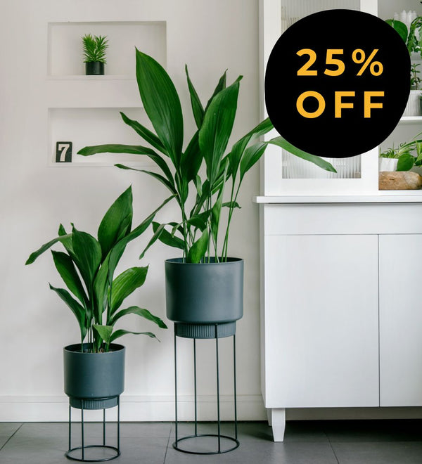 Pet-Friendly Plants