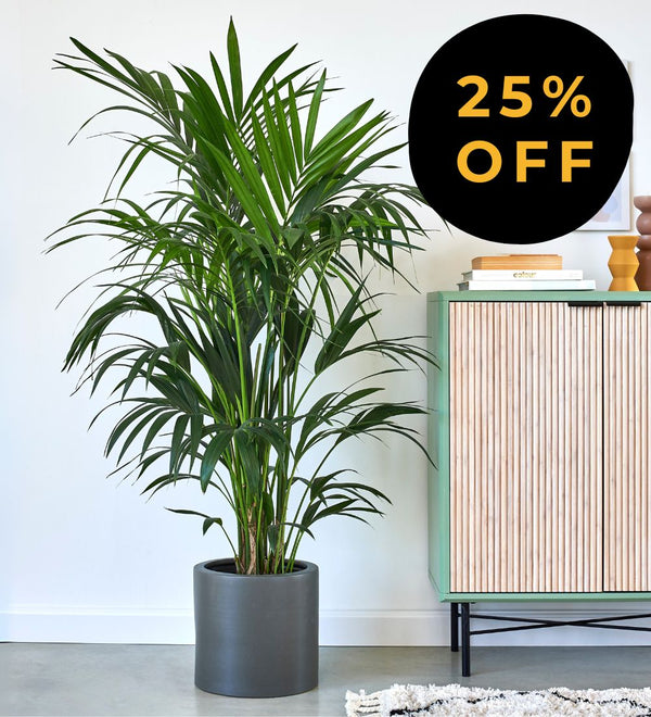 Unkillable Houseplants