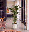 Kentia Palm in Self-watering Pot