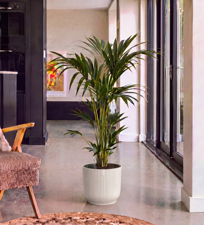 Kentia Palm in Self-watering Pot