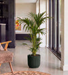 Kentia Palm in Self-watering Pot