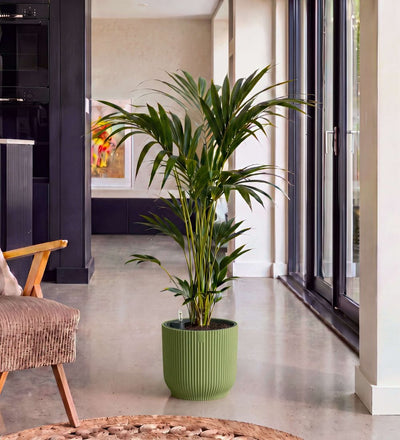 Kentia Palm in Self-watering Pot