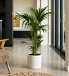 Kentia Palm