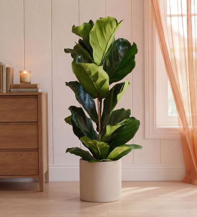 Fiddle-leaf Fig