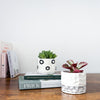 Succulent & Pot Duo