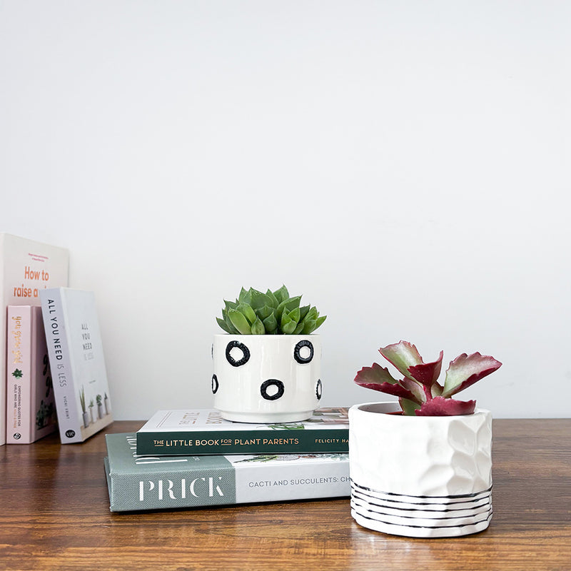 Succulent & Pot Duo