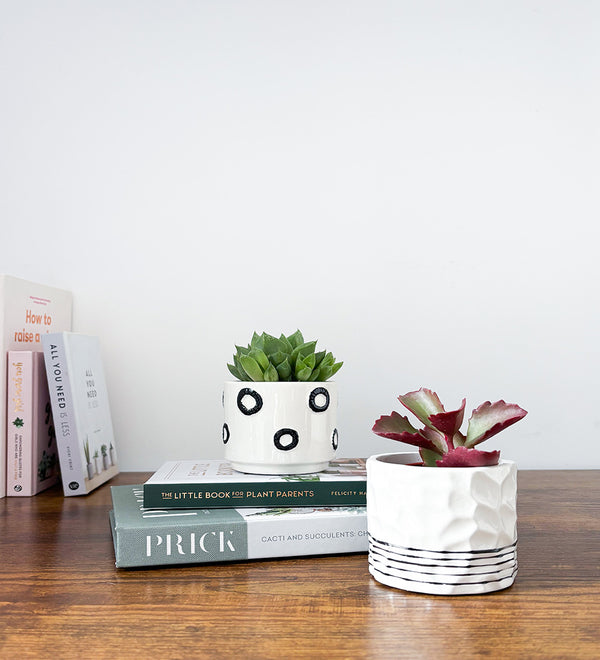Succulent & Pot Duo