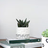 Succulent & Pot Duo