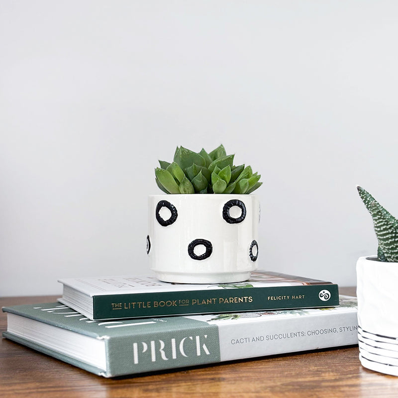 Succulent & Pot Duo