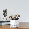 Succulent & Pot Duo