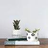 Succulent & Pot Duo