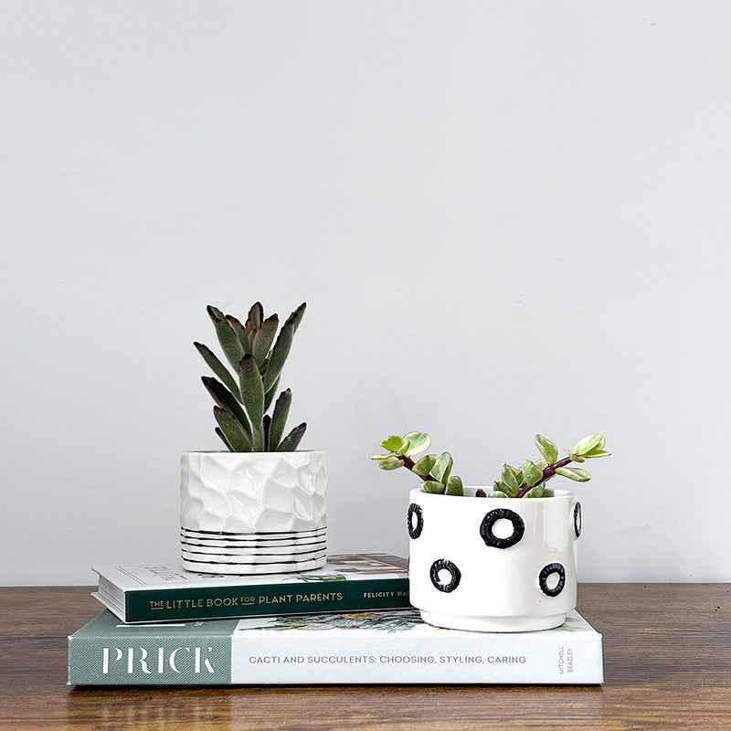 Succulent & Pot Duo