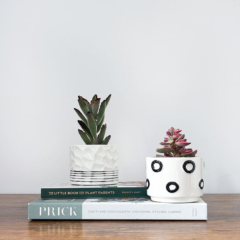 Succulent & Pot Duo