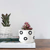 Succulent & Pot Duo