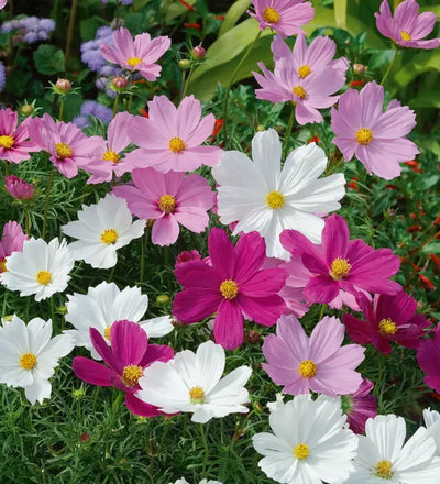 Piccolo Cosmos Psyche Seeds