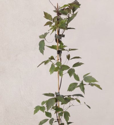 Clematis Montana
