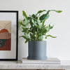 Blue Star Fern