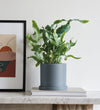 Blue Star Fern