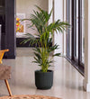 Kentia Palm in Self-watering Pot