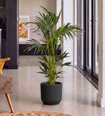 Kentia Palm in Self-watering Pot