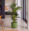 Kentia Palm in Self-watering Pot
