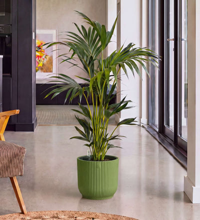 Kentia Palm in Self-watering Pot