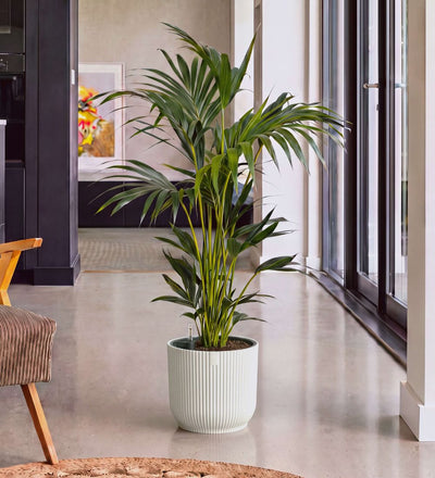 Kentia Palm in Self-watering Pot