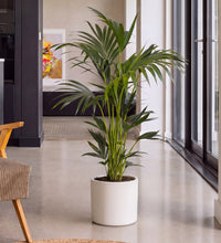 Kentia Palm