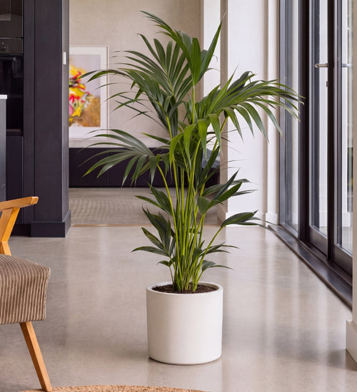 Pet-Friendly Plants