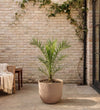 Phoenix canariensis 