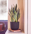 Snake Plant in Self-watering Pot