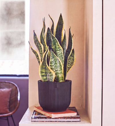 Snake Plant in Self-watering Pot