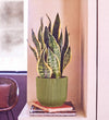 Snake Plant in Self-watering Pot