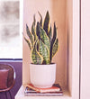Snake Plant in Self-watering Pot