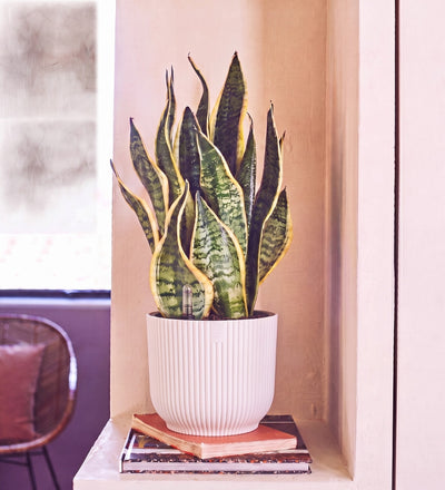 Snake Plant in Self-watering Pot