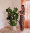 Fiddle-leaf Fig