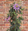 Passionflower
