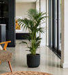 Kentia Palm in Self-watering Pot