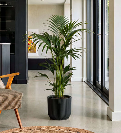 Kentia Palm in Self-watering Pot
