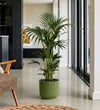 Kentia Palm in Self-watering Pot