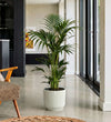 Kentia Palm in Self-watering Pot