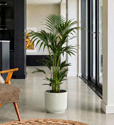 Kentia Palm in Self-watering Pot